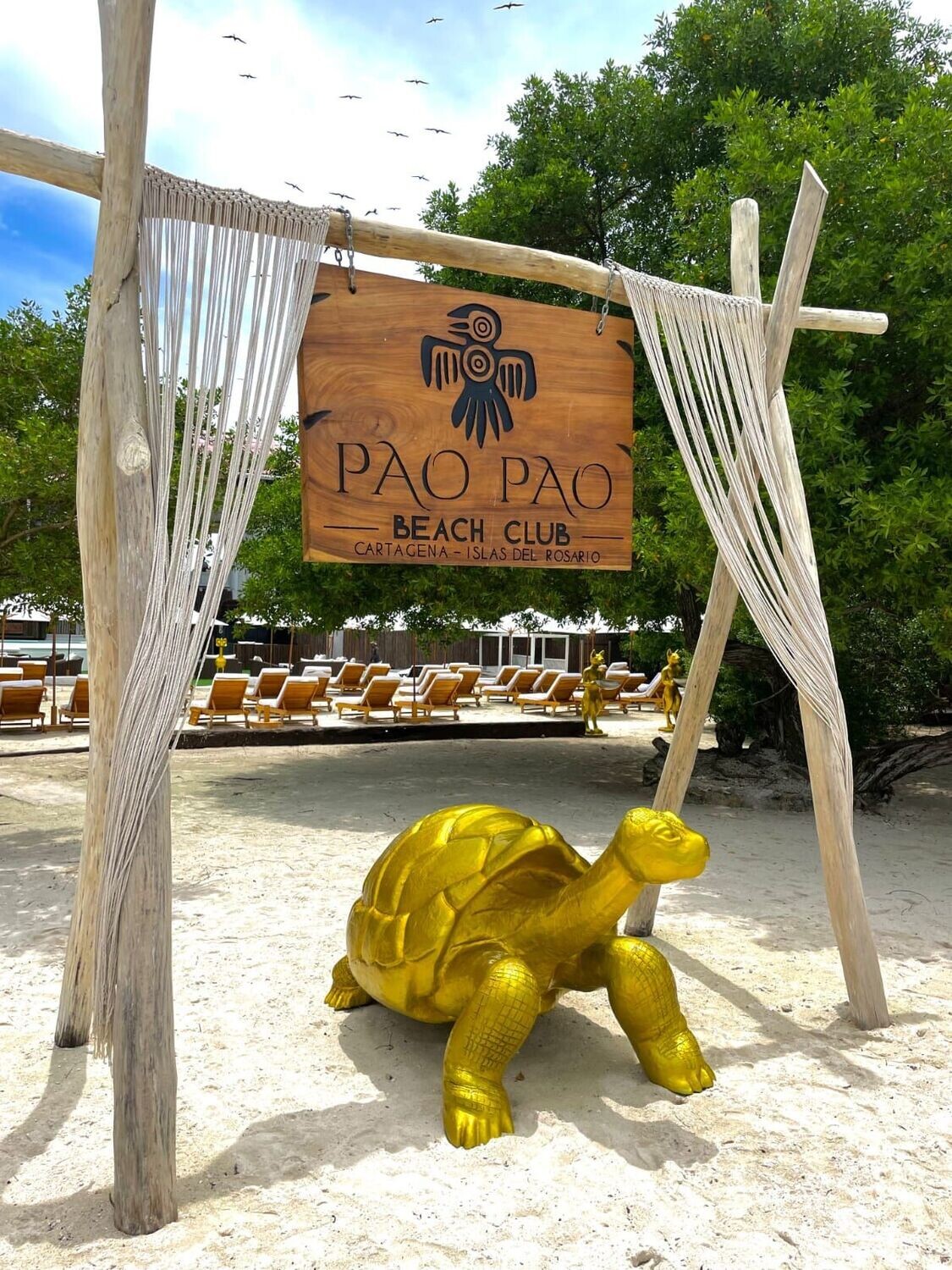 PAO PAO 🌊