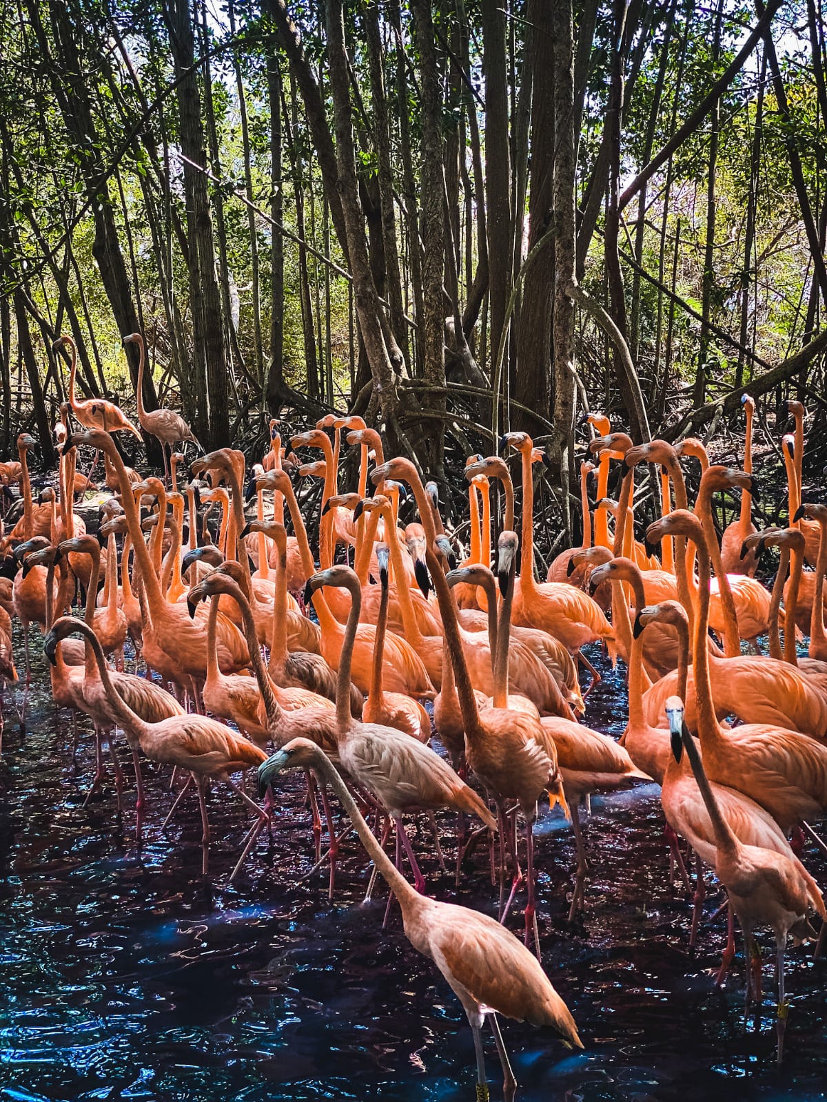 ECOPLAN (MAMBO + AVIARIO)🌴🦜