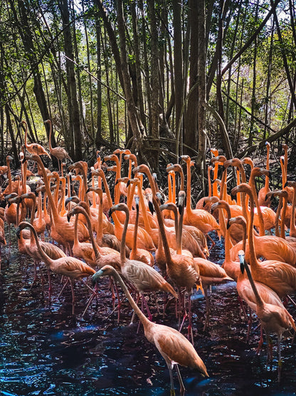 ECOPLAN (MAMBO + AVIARIO)🌴🦜