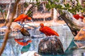 ECOPLAN (MAMBO + AVIARIO)🌴🦜
